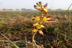 Eulophia pratensis